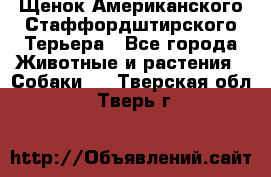 Щенок Американского Стаффордштирского Терьера - Все города Животные и растения » Собаки   . Тверская обл.,Тверь г.